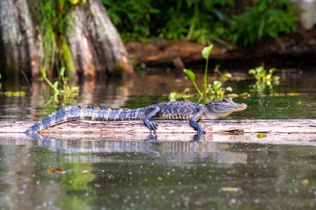 american alligator