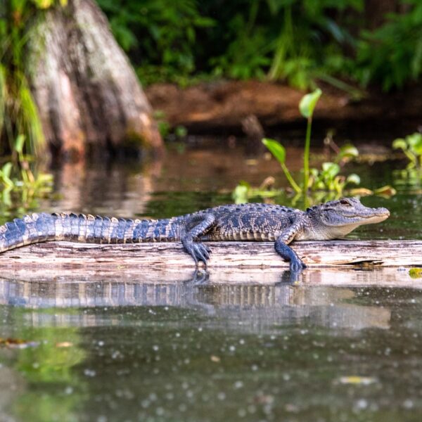 american alligator