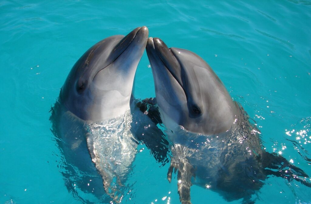 dolphins hilton head