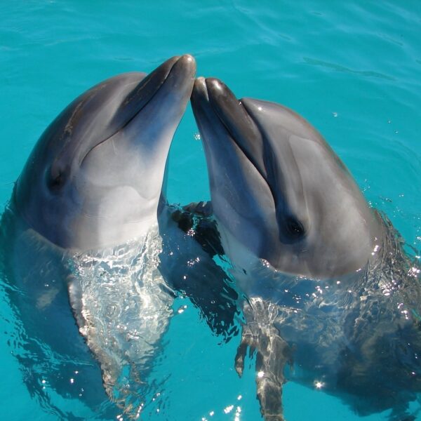 dolphins hilton head